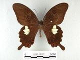 中文名:白紋鳳蝶(1282-18197)學名:Papilio helenusFruhstorfer subsp. fortunius(1282-18197)