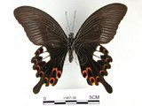 中文名:白紋鳳蝶(1587-18)學名:Papilio helenusFruhstorfer subsp. fortunius(1587-18)