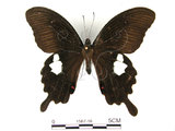 中文名:白紋鳳蝶(1587-18)學名:Papilio helenusFruhstorfer subsp. fortunius(1587-18)