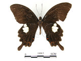 中文名:白紋鳳蝶(1589-3)學名:Papilio helenusFruhstorfer subsp. fortunius(1589-3)