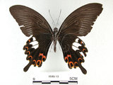 中文名:白紋鳳蝶(1589-12)學名:Papilio helenusFruhstorfer subsp. fortunius(1589-12)