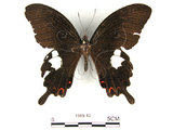 中文名:白紋鳳蝶(1589-12)學名:Papilio helenusFruhstorfer subsp. fortunius(1589-12)