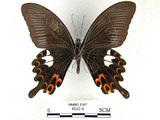 中文名:白紋鳳蝶(1597-6)學名:Papilio helenusFruhstorfer subsp. fortunius(1597-6)