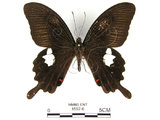 中文名:白紋鳳蝶(1597-6)學名:Papilio helenusFruhstorfer subsp. fortunius(1597-6)