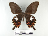 中文名:白紋鳳蝶(2909-1029)學名:Papilio helenusFruhstorfer subsp. fortunius(2909-1029)