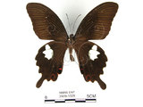 中文名:白紋鳳蝶(2909-1029)學名:Papilio helenusFruhstorfer subsp. fortunius(2909-1029)