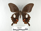 中文名:白紋鳳蝶(2909-271)學名:Papilio helenusFruhstorfer subsp. fortunius(2909-271)