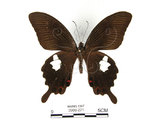 中文名:白紋鳳蝶(2909-271)學名:Papilio helenusFruhstorfer subsp. fortunius(2909-271)