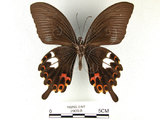 中文名:白紋鳳蝶(2909-8)學名:Papilio helenusFruhstorfer subsp. fortunius(2909-8)