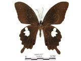 中文名:白紋鳳蝶(2909-8)學名:Papilio helenusFruhstorfer subsp. fortunius(2909-8)