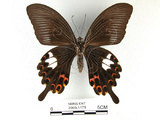 中文名:白紋鳳蝶(2909-1179)學名:Papilio helenusFruhstorfer subsp. fortunius(2909-1179)