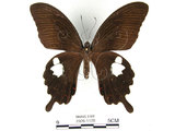 中文名:白紋鳳蝶(2909-1179)學名:Papilio helenusFruhstorfer subsp. fortunius(2909-1179)