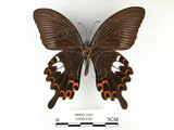 中文名:白紋鳳蝶(2909-540)學名:Papilio helenusFruhstorfer subsp. fortunius(2909-540)