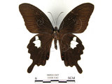 中文名:白紋鳳蝶(2909-540)學名:Papilio helenusFruhstorfer subsp. fortunius(2909-540)