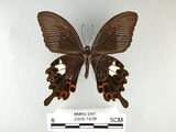 中文名:白紋鳳蝶(2909-1439)學名:Papilio helenusFruhstorfer subsp. fortunius(2909-1439)