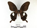 中文名:白紋鳳蝶(2909-1439)學名:Papilio helenusFruhstorfer subsp. fortunius(2909-1439)