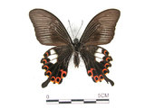 中文名:白紋鳳蝶(2909-1485)學名:Papilio helenusFruhstorfer subsp. fortunius(2909-1485)