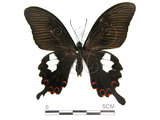 中文名:白紋鳳蝶(2909-1485)學名:Papilio helenusFruhstorfer subsp. fortunius(2909-1485)