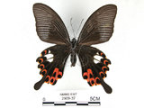 中文名:白紋鳳蝶(2909-37)學名:Papilio helenusFruhstorfer subsp. fortunius(2909-37)