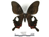 中文名:白紋鳳蝶(2909-37)學名:Papilio helenusFruhstorfer subsp. fortunius(2909-37)