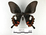 中文名:白紋鳳蝶(2909-1577)學名:Papilio helenusFruhstorfer subsp. fortunius(2909-1577)