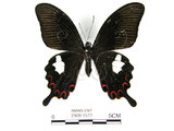 中文名:白紋鳳蝶(2909-1577)學名:Papilio helenusFruhstorfer subsp. fortunius(2909-1577)