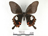 中文名:白紋鳳蝶(2909-286)學名:Papilio helenusFruhstorfer subsp. fortunius(2909-286)