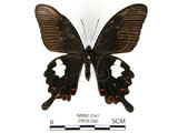 中文名:白紋鳳蝶(2909-286)學名:Papilio helenusFruhstorfer subsp. fortunius(2909-286)