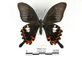 中文名:白紋鳳蝶(2909-798)學名:Papilio helenusFruhstorfer subsp. fortunius(2909-798)