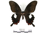 中文名:白紋鳳蝶(2909-798)學名:Papilio helenusFruhstorfer subsp. fortunius(2909-798)