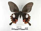 中文名:白紋鳳蝶(2909-1300)學名:Papilio helenusFruhstorfer subsp. fortunius(2909-1300)