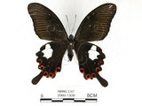 中文名:白紋鳳蝶(2909-1300)學名:Papilio helenusFruhstorfer subsp. fortunius(2909-1300)