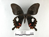 中文名:白紋鳳蝶(2909-485)學名:Papilio helenusFruhstorfer subsp. fortunius(2909-485)