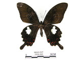 中文名:白紋鳳蝶(2909-485)學名:Papilio helenusFruhstorfer subsp. fortunius(2909-485)