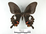 中文名:白紋鳳蝶(2909-723)學名:Papilio helenusFruhstorfer subsp. fortunius(2909-723)