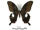 中文名:白紋鳳蝶(2909-723)學名:Papilio helenusFruhstorfer subsp. fortunius(2909-723)