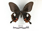 中文名:白紋鳳蝶(2909-1603)學名:Papilio helenusFruhstorfer subsp. fortunius(2909-1603)