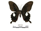 中文名:白紋鳳蝶(2909-1603)學名:Papilio helenusFruhstorfer subsp. fortunius(2909-1603)