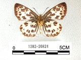 中文名:白挵蝶(1282-20824)學名:Abraximorpha davidiiFruhstorfer subsp. ermasis(1282-20824)