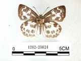 中文名:白挵蝶(1282-20824)學名:Abraximorpha davidiiFruhstorfer subsp. ermasis(1282-20824)