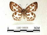 中文名:白挵蝶(1282-18838)學名:Abraximorpha davidiiFruhstorfer subsp. ermasis(1282-18838)