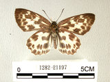 中文名:白挵蝶(1282-21197)學名:Abraximorpha davidiiFruhstorfer subsp. ermasis(1282-21197)