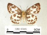 中文名:白挵蝶(1282-21025)學名:Abraximorpha davidiiFruhstorfer subsp. ermasis(1282-21025)