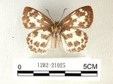 中文名:白挵蝶(1282-21025)學名:Abraximorpha davidiiFruhstorfer subsp. ermasis(1282-21025)
