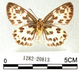 中文名:白挵蝶(1282-20813)學名:Abraximorpha davidiiFruhstorfer subsp. ermasis(1282-20813)