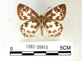 中文名:白挵蝶(1282-20813)學名:Abraximorpha davidiiFruhstorfer subsp. ermasis(1282-20813)