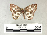 中文名:白挵蝶(1583-11)學名:Abraximorpha davidiiFruhstorfer subsp. ermasis(1583-11)
