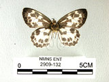 中文名:白挵蝶(2909-132)學名:Abraximorpha davidiiFruhstorfer subsp. ermasis(2909-132)