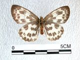 中文名:白挵蝶(2909-1119)學名:Abraximorpha davidiiFruhstorfer subsp. ermasis(2909-1119)