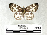中文名:白挵蝶(2909-914)學名:Abraximorpha davidiiFruhstorfer subsp. ermasis(2909-914)